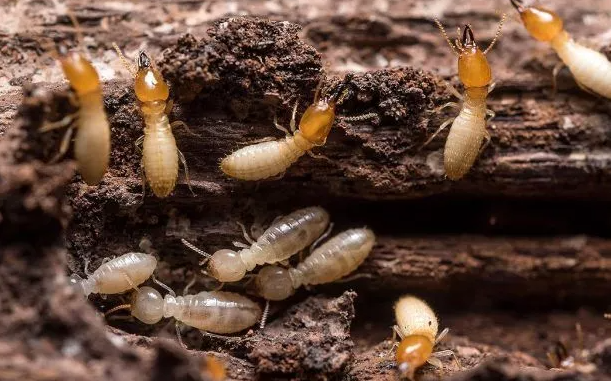 ปลวกไม้แห้ง (Drywood Termites)